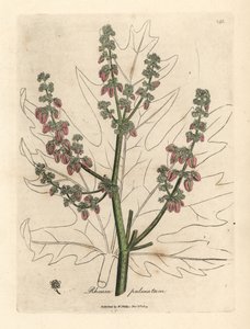 Rabarber bloemen en stengel, bladomtrek, Rheum palmatum