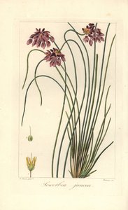 Rietlelie, Sowerbaea juncea, inheems in Australië. Genoemd naar de botanische kunstenaar James Sowerby door James Sowerby