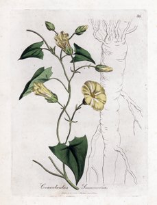 Scammony winde, Convolvulus scammonia. Illustratie van James Sowerby uit William Woodville en Sir William Jackson Hooker