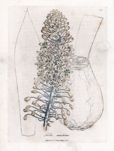 Zeewortel, Drimia maritima. Illustratie van James Sowerby uit William Woodville en Sir William Jackson Hooker