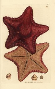 Zeester, Hippasteria phrygiana door James Sowerby