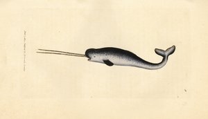 Zee-eenhoorn of narwal, Monodon monoceros