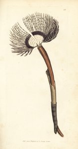 Zeeworm, Amphitrite ventilabrum door James Sowerby