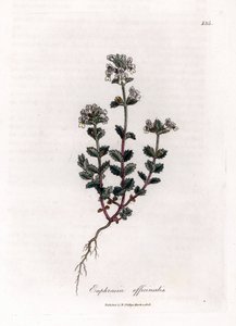 Gewone ogentroost, Euphrasia officinalis. Illustratie van James Sowerby uit William Woodville en Sir William Jackson Hooker