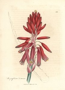 Socotorine aloë, Aloe perfoliata socotorina door James Sowerby