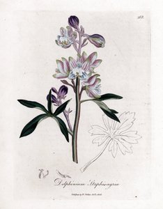 Palmbladige ridderspoor, Delphinium staphisagria. Illustratie van James Sowerby uit William Woodville en Sir William Jackson Hooker