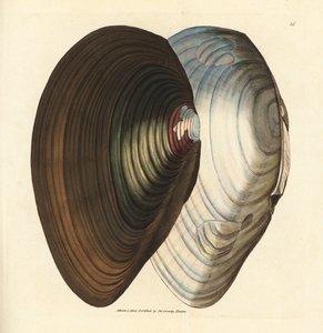 Zwanenmossel, Anodonta stagnalis (Mytilus stagnalis). Handgekleurde kopergravure door James Sowerby uit The British Miscellany, of Coloured figures of new, rare, or little known animal subjects. door James Sowerby