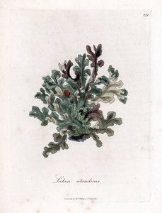 Thallus of IJslands mos - Eryngo-bladige korstmos, Lichen islandicus