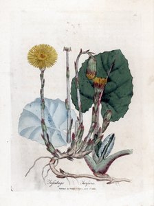 Klein hoefblad, Tussilago farfara. Illustratie van James Sowerby uit William Woodville en Sir William Jackson Hooker