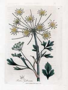 Lovage-leaved bubon, Bubon galbanum door James Sowerby