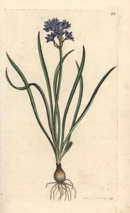 Voorjaarsster, Scilla verna (Voorjaars scille) Handgekleurde kopergravure naar een illustratie door James Sowerby uit James Smith