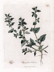 Stinkende ganzenvoet - Stinkende ganzenvoet, Chenopodium vulvaria. Handgekleurde kopergravure uit een botanische illustratie door James Sowerby uit William Woodville en Sir William Jackson Hooker