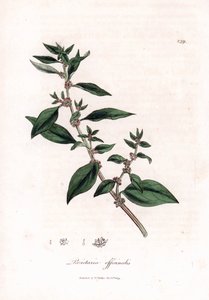 Muurbloem, Parietaria officinalis. Illustratie van James Sowerby uit William Woodville en Sir William Jackson Hooker