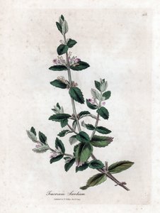 Water germandree - Water germander, Teucrium scordium. Handgekleurde kopergravure uit een botanische illustratie door James Sowerby uit William Woodville en Sir William Jackson Hooker