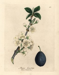 Witte bloesem en vrucht van de pruimenboom, Prunus domestica