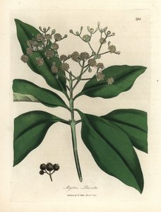 Witte bloeiende pimentboom, Myrtus pimenta door James Sowerby