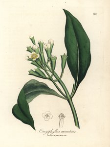 Witte bloeiende kruidnagelboom, Caryophyllus aromaticus