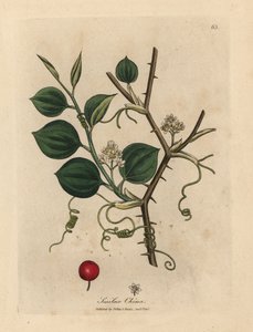 Witte bloemen, ranken en rode bes van Chinese smilax door James Sowerby
