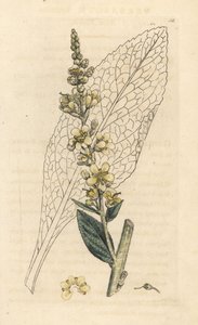 Witte toorts, Verbasum lychnitis (molene) door James Sowerby
