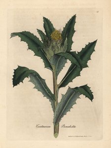 Gele distelbloem, Centaurea benedicta