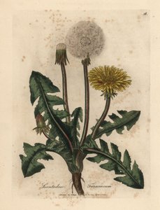 Geelbloemige gewone paardenbloem, Leontodon taraxacum