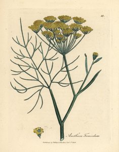 Gele venkelbloem, Anethum foeniculum door James Sowerby