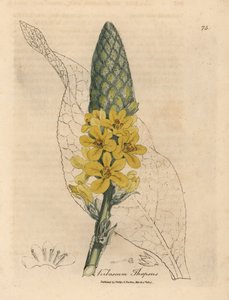Geelbloemige grote breedbladige toorts, Verbascum thapsus door James Sowerby