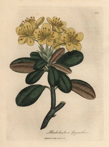 Geelbloeiende rododendron, Rhododendron chrysanthemum
