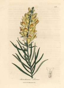 Geelbloeiende leeuwenbek, Antirrhinum linaria door James Sowerby