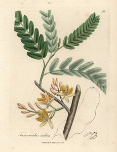 Geel bloeiende tamarindeboom, Tamarindus indica