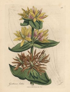 Gele gentiaan, Gentiana lutea door James Sowerby