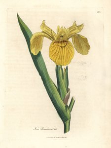 Gele waterzwaard, Iris pseudocorus door James Sowerby