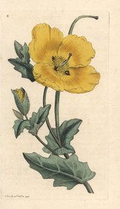 Gele hoornpapaver, Glaucium flavum (Chelidonium glaucium) door James Sowerby