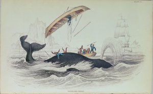 Groenlandse Walvis, boekillustratie gegraveerd door William Home Lizars (1788-1859)
