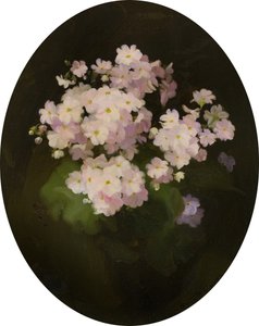 Primula