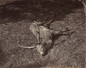 Het Koninklijke Hert, c. 1870