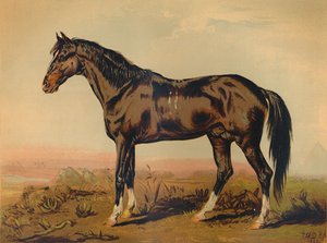 Een Dongola-paard, ca. 1850, ca. 1879
