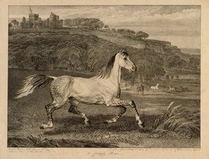Kozakkenpaard, uit Beroemde paarden, een set van veertien raceprenten gepubliceerd door de kunstenaar, 1823-24