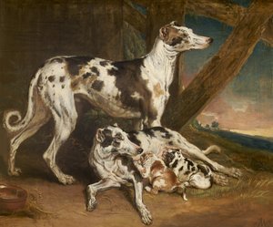Dalmatische honden