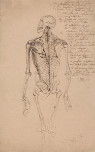 Tekening van een mannelijk skelet door James Ward