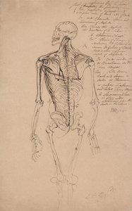 Tekening van het skelet van een man door James Ward