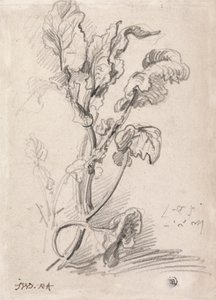 Plantenstudie