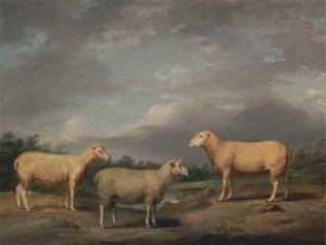 Ryelands Schapen, de Ram van de Koning, de Ooi van de Koning en het Wether van Lord Somerville door James Ward
