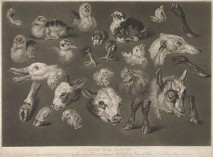 Studies uit de natuur door James Ward