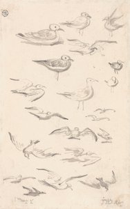 Studies van meeuwen door James Ward