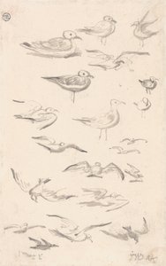 Studies van meeuwen door James Ward