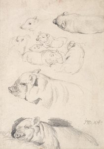 Studies van Varkens door James Ward