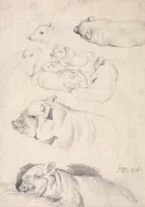 Studies van varkens door James Ward