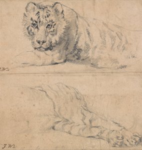 Studies van een tijger; boven, kop en schouders; onder, achterhand door James Ward