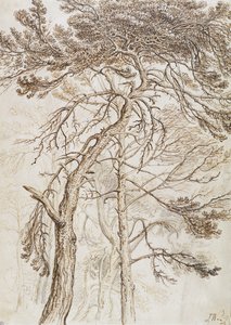 Studie van Bomen door James Ward